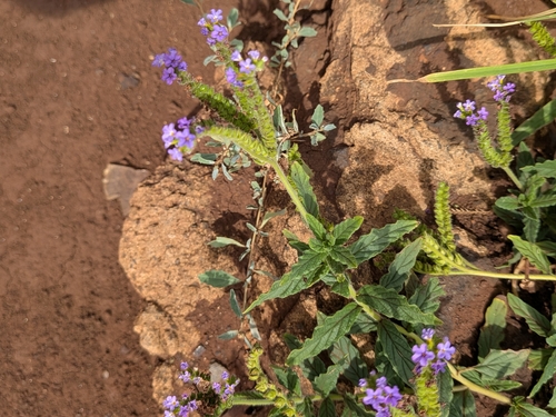 Heliotropium amplexicaule observed 2026-09-25