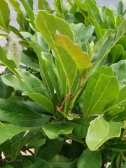 Magnolia × soulangeana