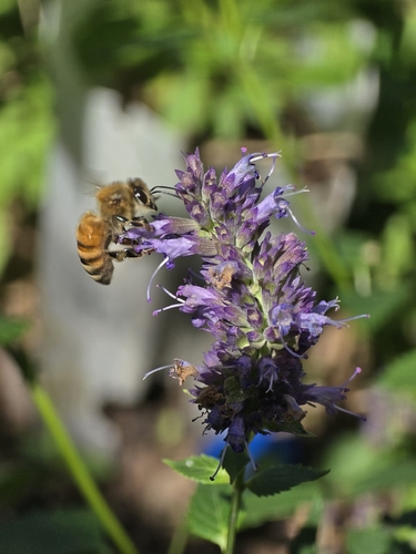 Western Honey Bee