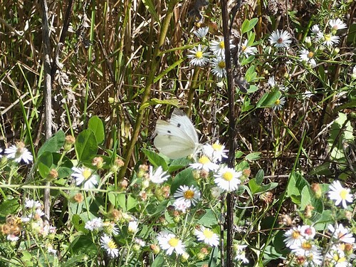 Small White