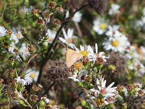 Chickweed Geometer Moth