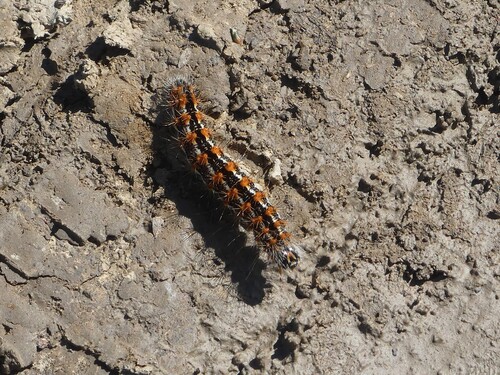 Marsh Dagger