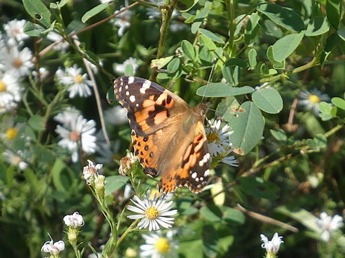 Painted Lady
