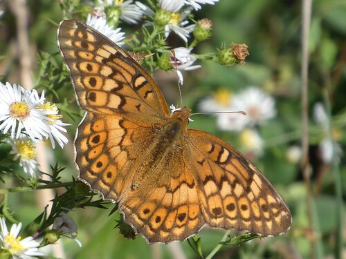 Variegated Fritillary