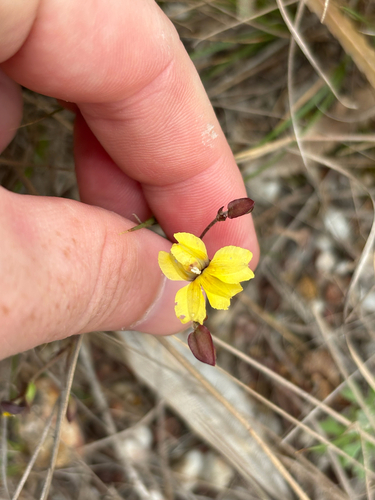 Goodenia mystrophylla observed 2026-10-05