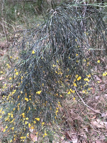 winged broom-pea