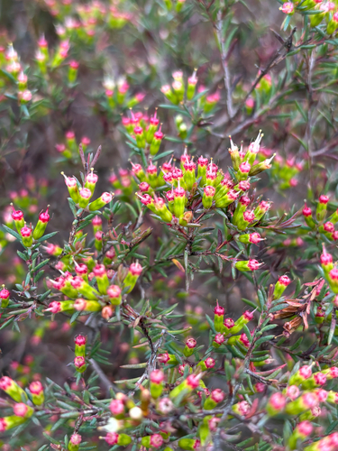 Homoranthus virgatus observed 2026-10-05