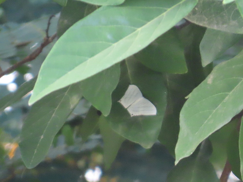 Grey Swallowtail Moth