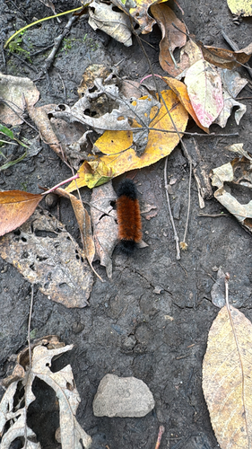Isabella Tiger Moth
