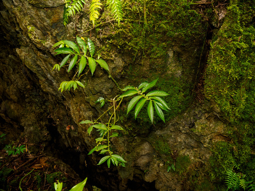 Elatostema calcareum observed 2026-09-02