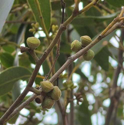 Eucalyptus baxteri, 2026-10-05