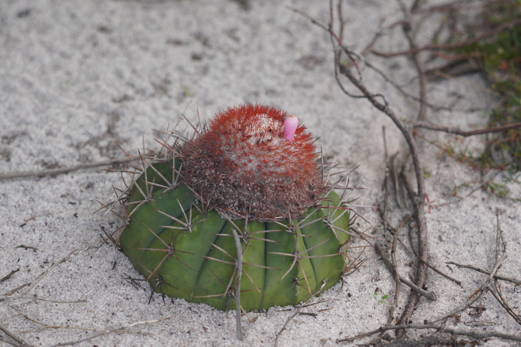 Melocactus violaceus