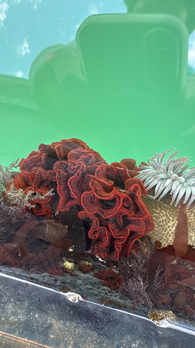 Watersipora subtorquata observed 2026-10-04