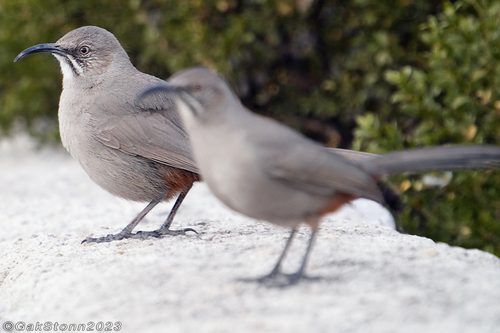 Crissal Thrasher