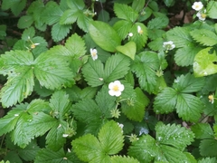 Fragaria vesca