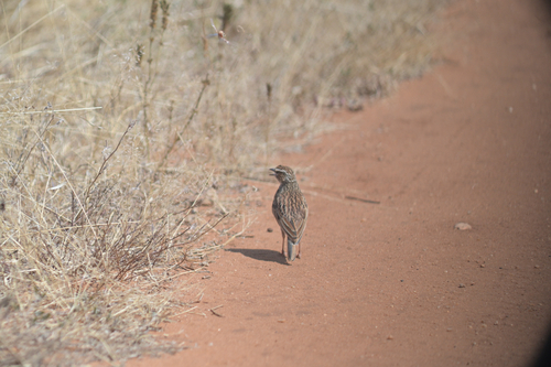 iNaturalist image