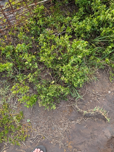 Pluchea indica observed 2026-09-25