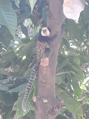 Callithrix geoffroyi