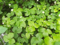 Fragaria vesca