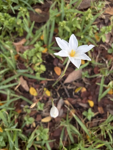 Brazos rain-lily