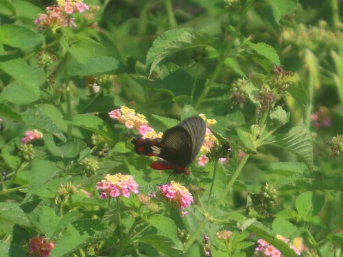 Common Rose Swallowtail