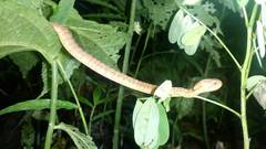 Pareas carinatus