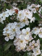 Crataegus monogyna