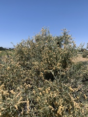 Atriplex canescens