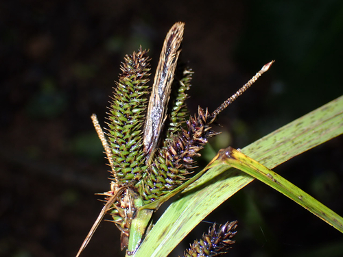 Carex alligata observed 2026-10-04
