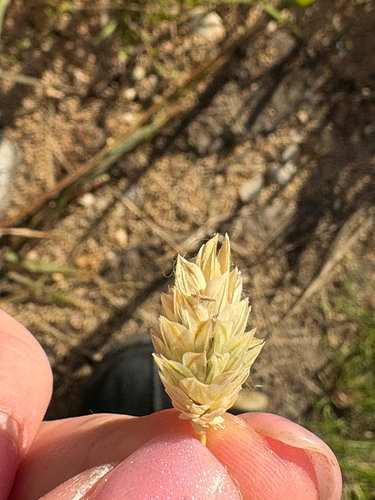 Phalaris canariensis observed 2026-10-04