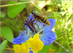 Dasyscolia ciliata