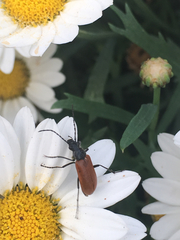 Omophlus syriacus