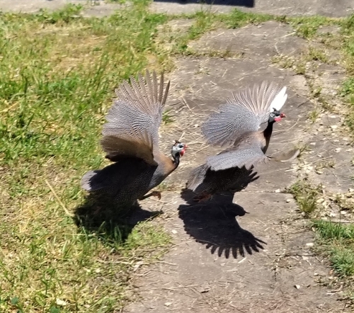 Helmeted Guineafowl