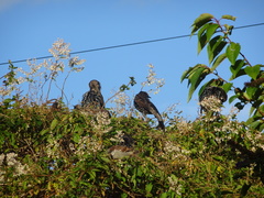 Sturnus vulgaris