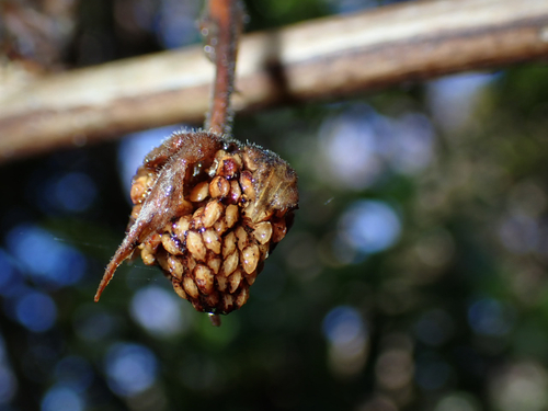 Rubus hawaiensis observed 2026-10-04