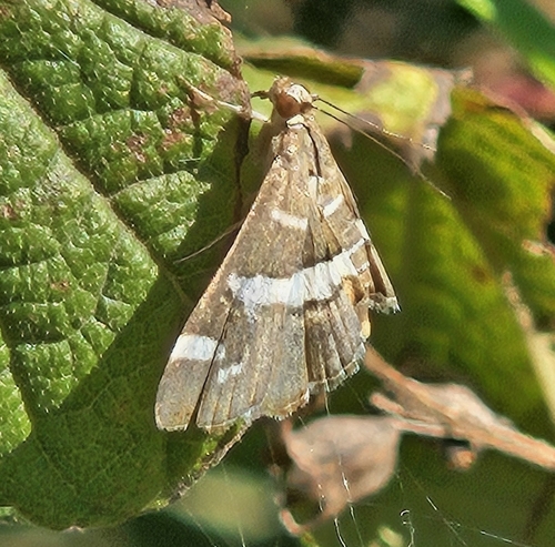 Hawaiian Beet Webworm Moth
