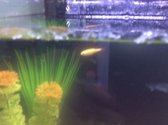 Tanichthys albonubes