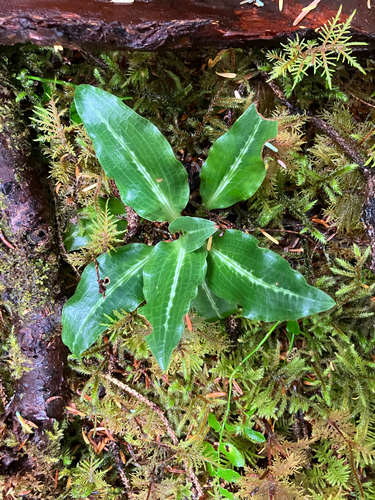 Western Rattlesnake Plantain