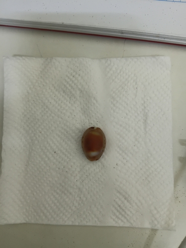 Cypraea robertsi observed 2026-10-04