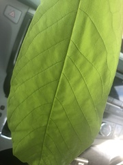 Magnolia macrophylla