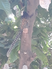 Callithrix geoffroyi