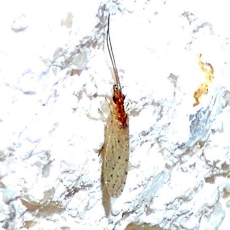Sympherobius perparvus