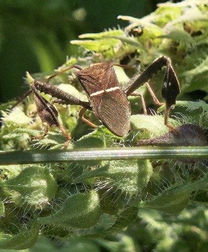 Eastern Leaf-footed Bug