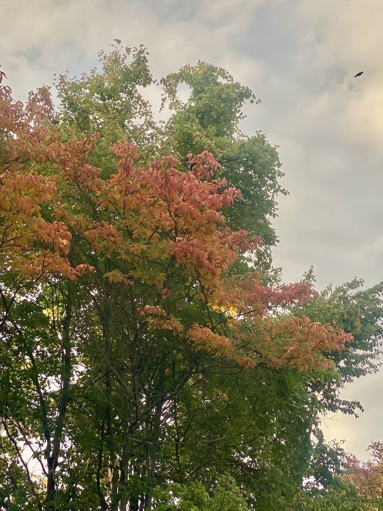 Tree crowns half orange-red and half green against a cloudy evening sky.