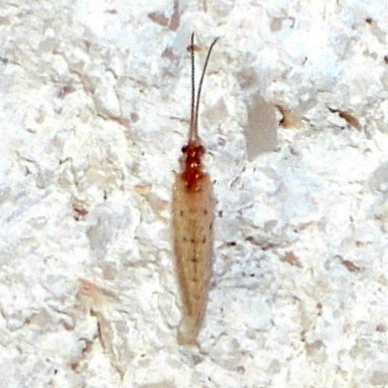 Sympherobius perparvus