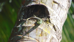 Dasia olivacea