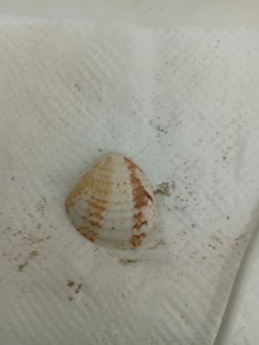 Chione subimbricata observed 2026-10-04