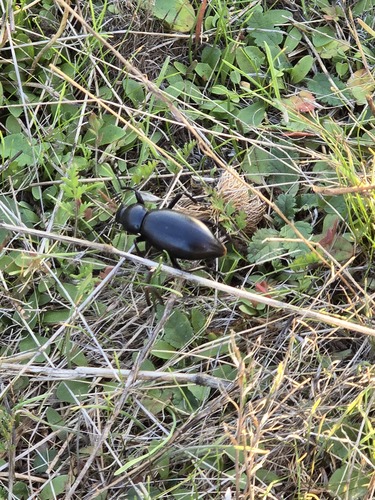 iNaturalist observation photo of Eleodes gigantea
