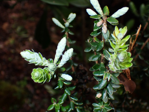 Leptecophylla tameiameiae observed 2026-10-04