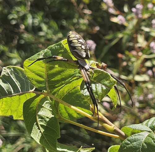 Yellow Garden Spider